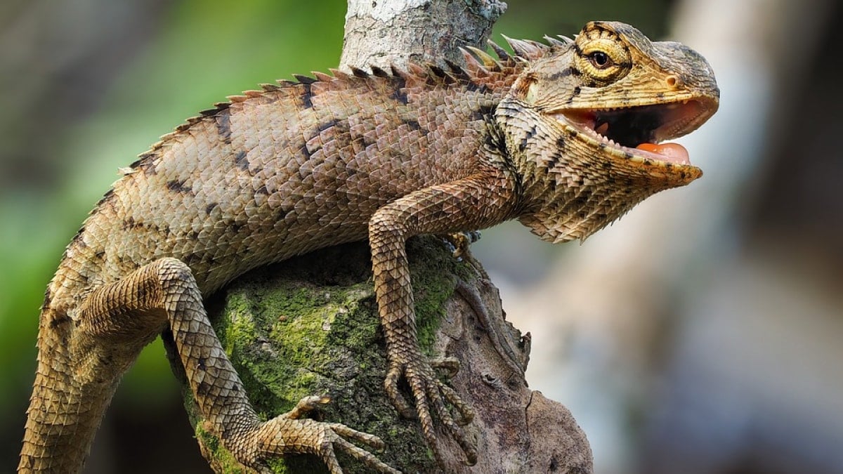 Scientists Discover New Triassic Reptile with Unique Teeth in England