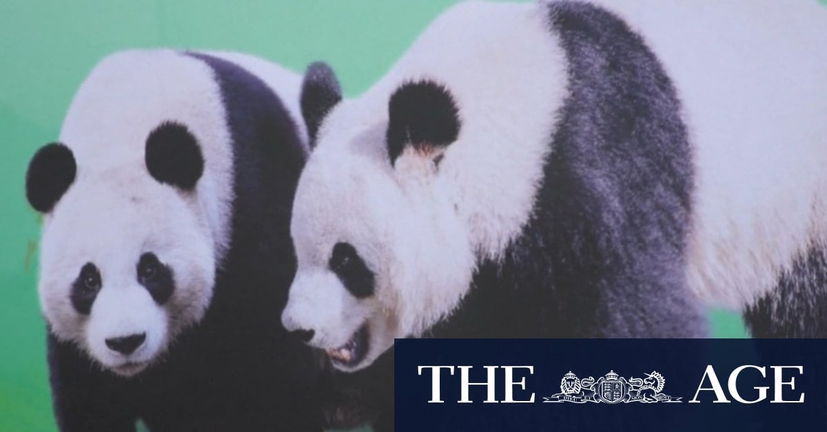 South Australia's new pandas settling in