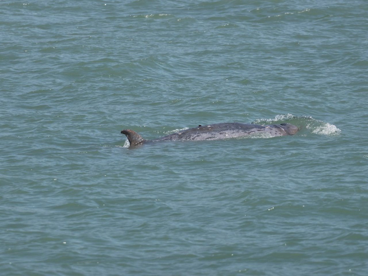 'Stranded whale might be hurt before entering HK'