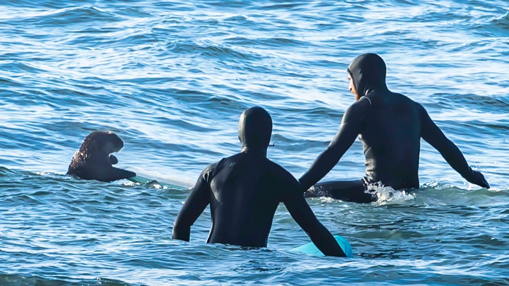 Surfing sea otter clambers onto board in B.C., prompting warning