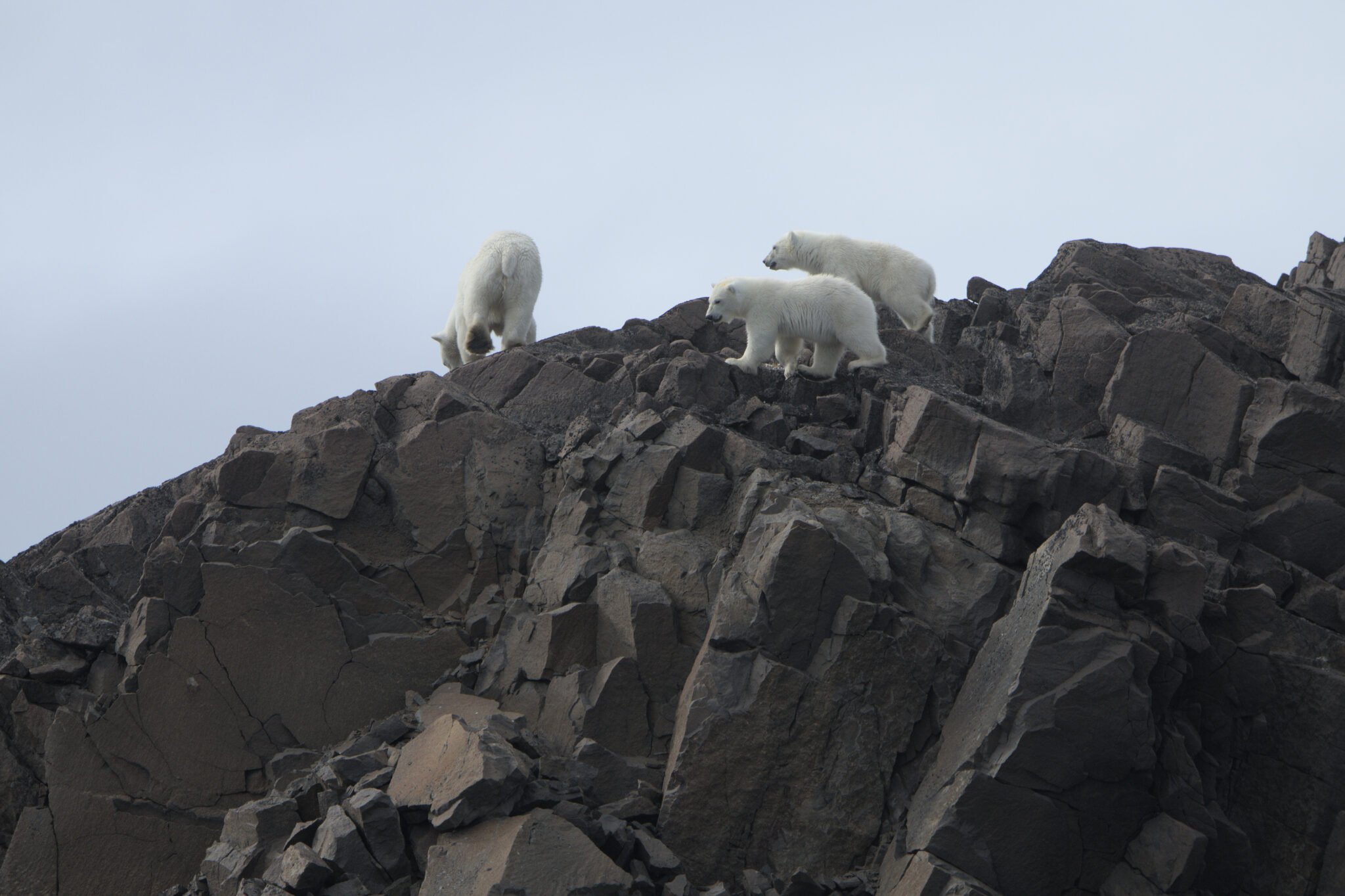 Svalbard: More Regulations, Fewer Travel Options