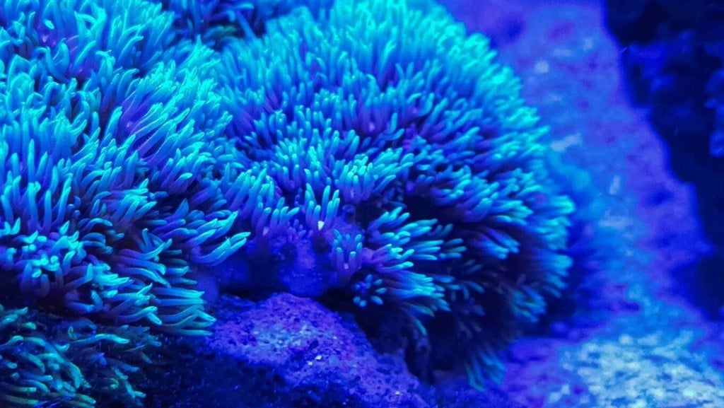 Taiwan researchers document microplastics' threat to coral reefs