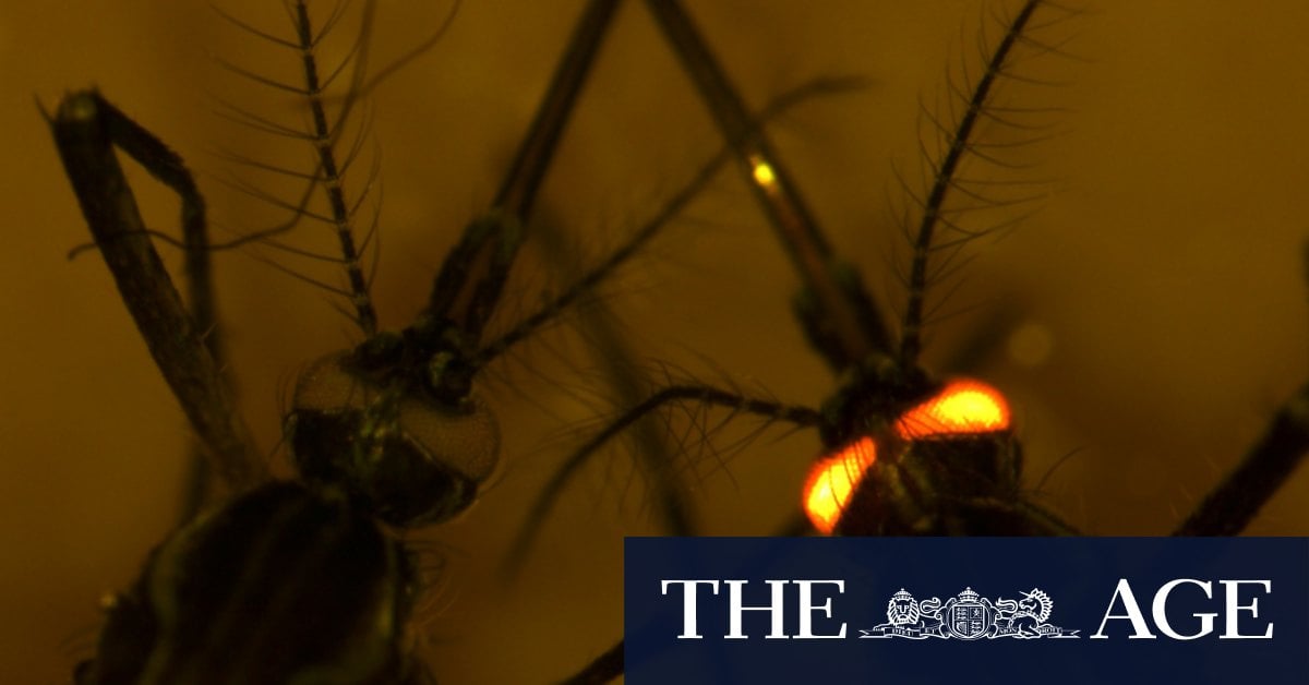 The fluorescent red mozzies that could protect us from other blood-hungry biters