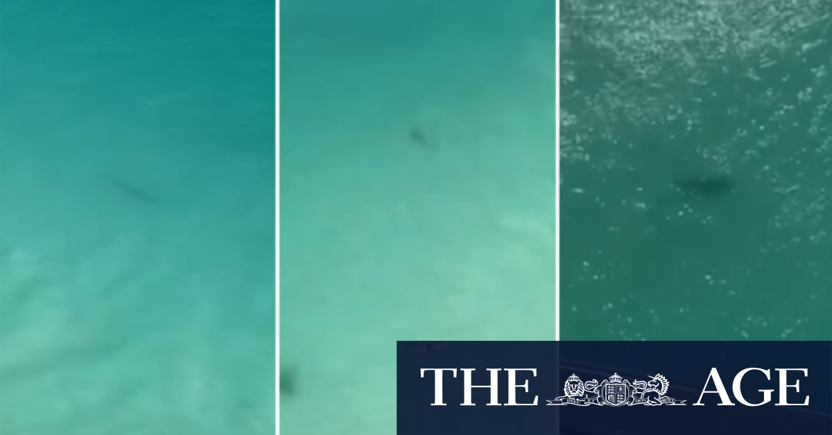 Three-metre tiger shark spotted near Perth beach