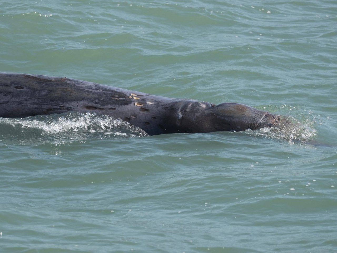 Tote bag found in dead whale during necropsy