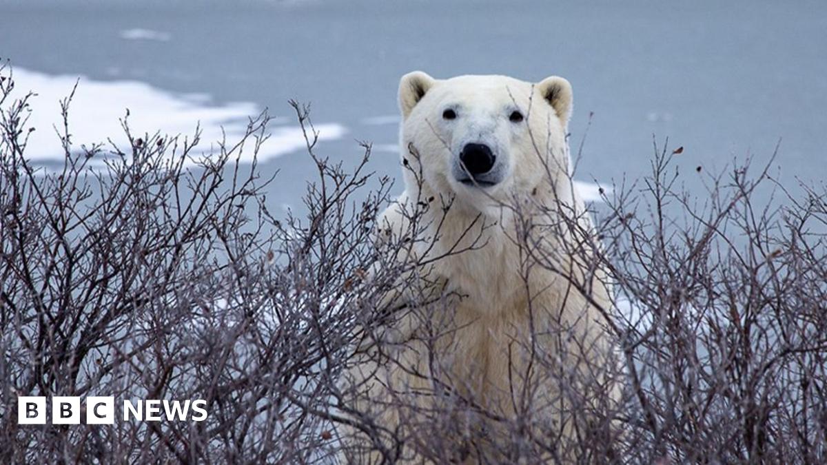 Trouble in Arctic as polar bears and people face warming world