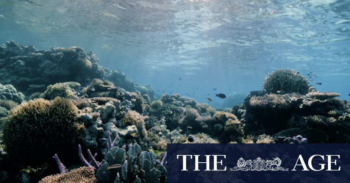 Untapped beauty: The battle to save the wild Scott Reef from mining