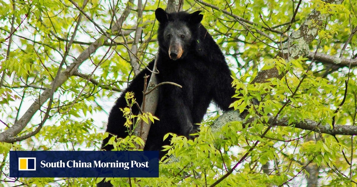 US hunter dies in Virginia after a bear shot in a tree falls on him