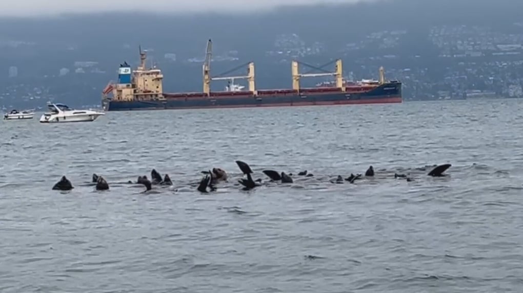 Watch: Noisy throng of sea lions frolic near Jericho Beach