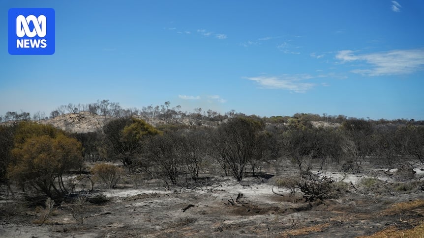 Wildlife carers wait to be given all clear to enter fireground after 'enormous' WA blaze burns 79,000 hectares