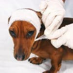 10 Signs Your Dog is Having a Veterinary Emergency