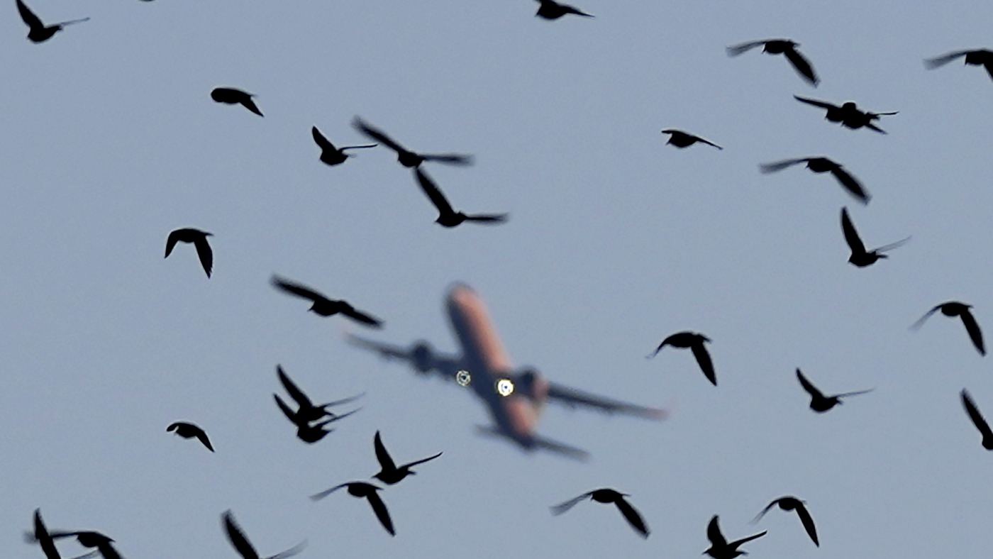 Should you be worried about bird strikes during your next flight?