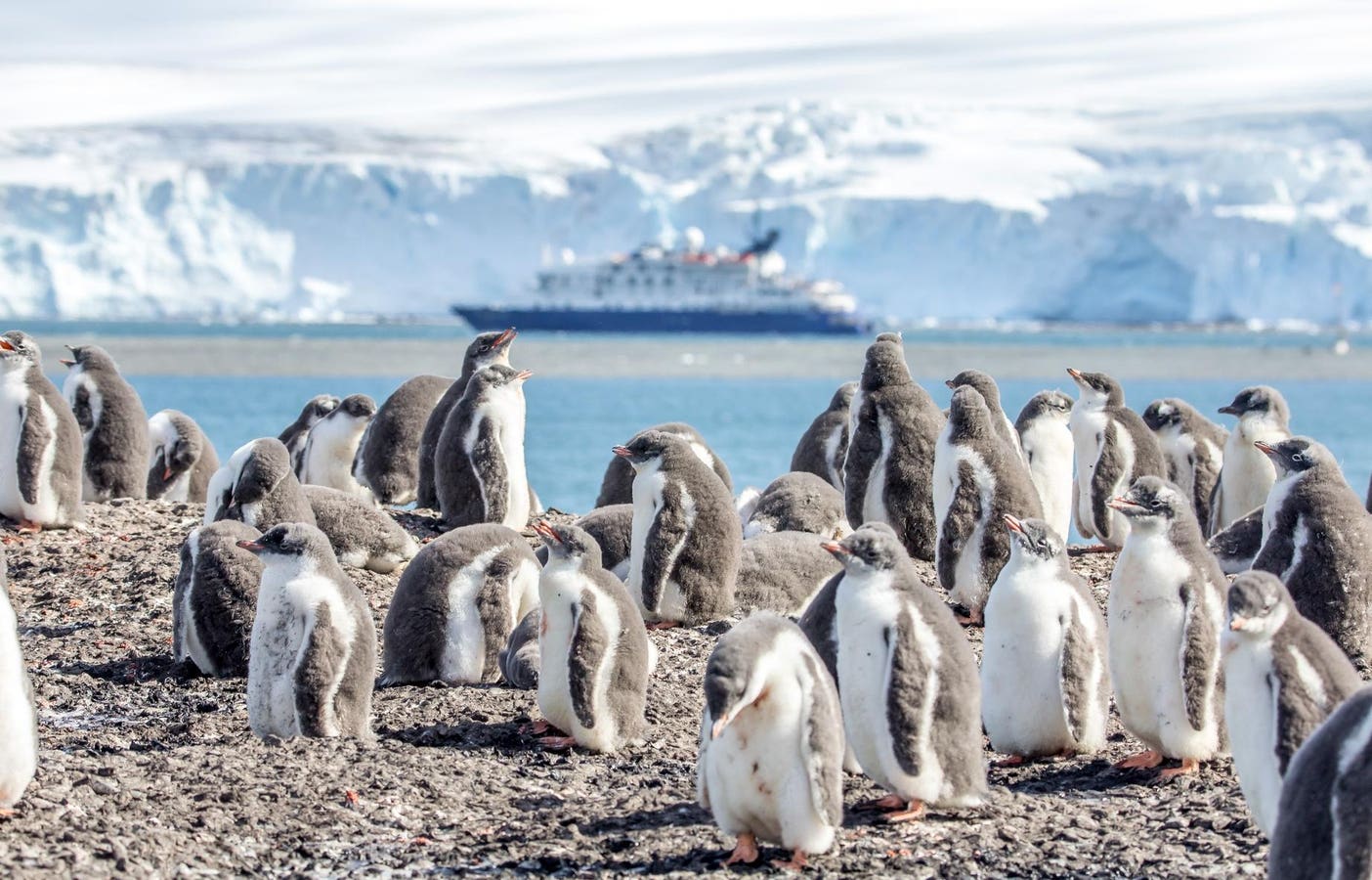 Jet In For 8 Days To Explore Icebergs And Wildlife In Antarctica