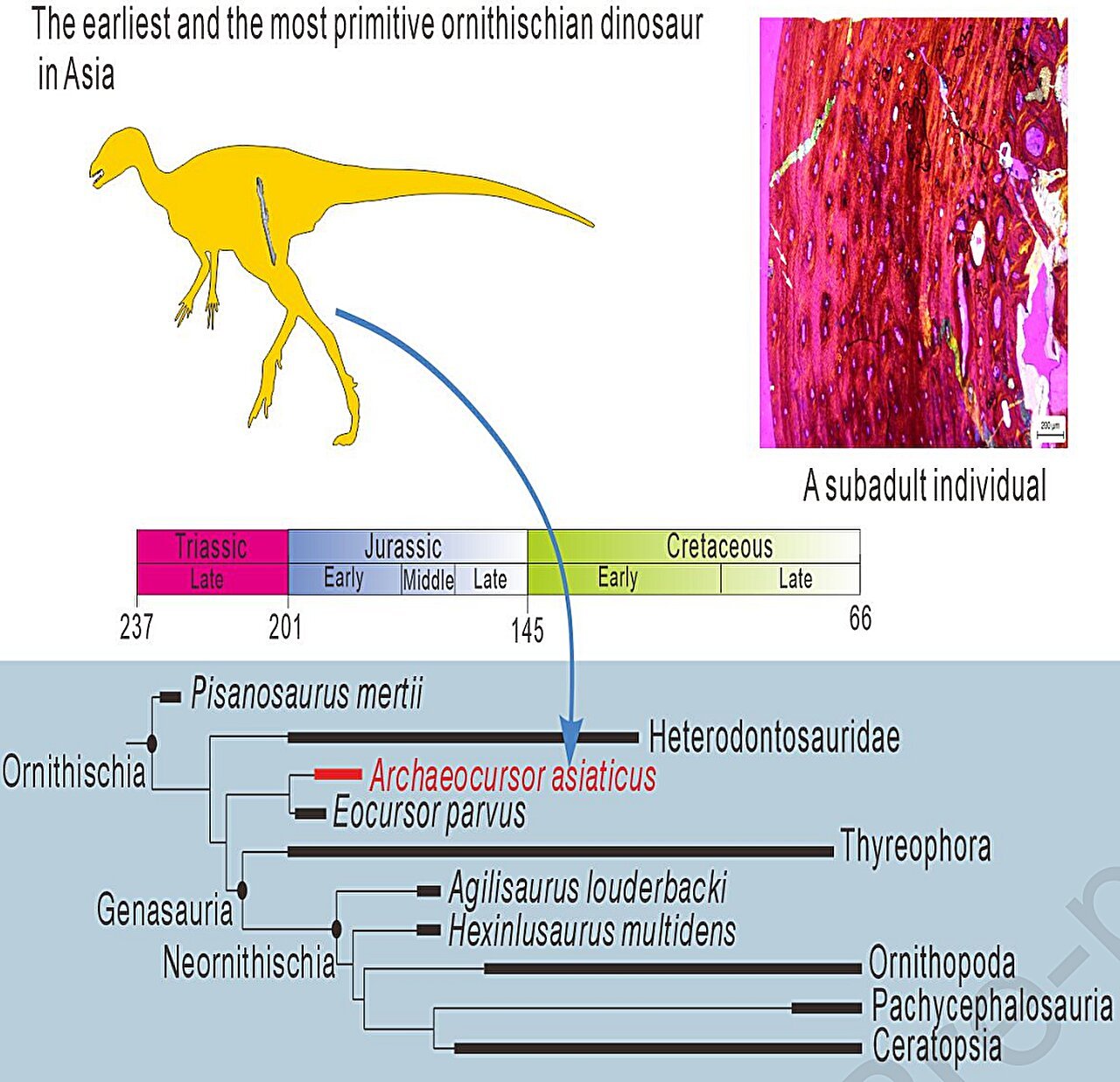 New dinosaur, Archaeocursor asiaticus, hints at early Gondwana to Laurasia migration