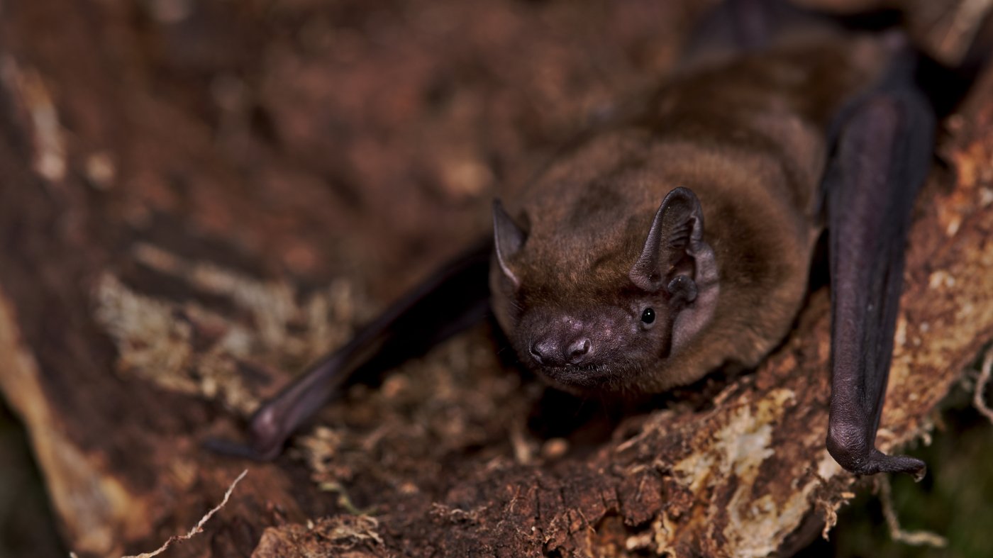 Bats catch a lift from storm winds on long-distance migrations