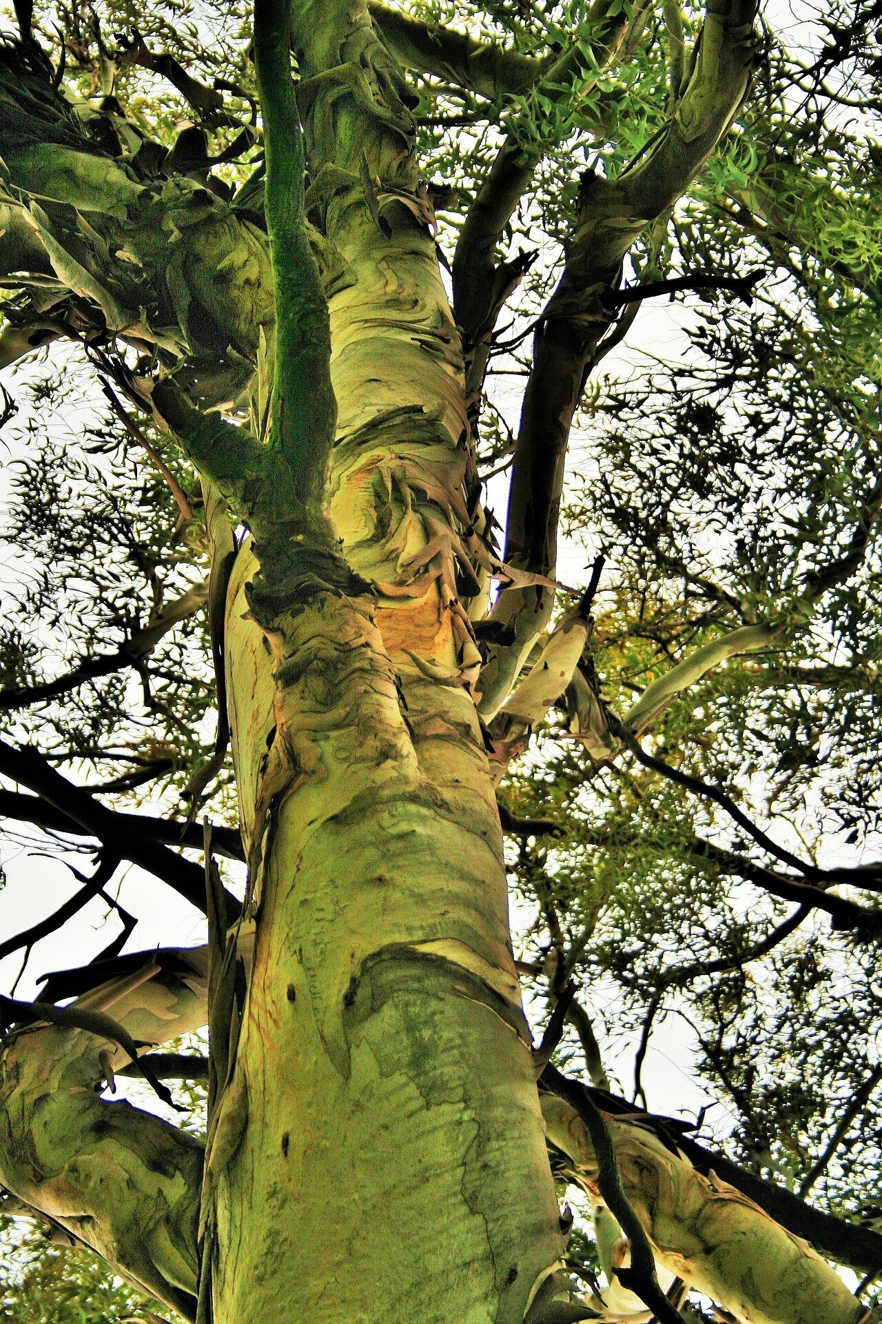 As Australia's giant trees succumb to fire or drought, we're racing to preserve their vital genetic data