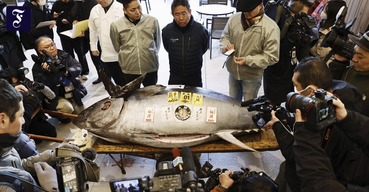 Erste Thunfisch-Auktion 2025 in Japan erzielt hohen Preis