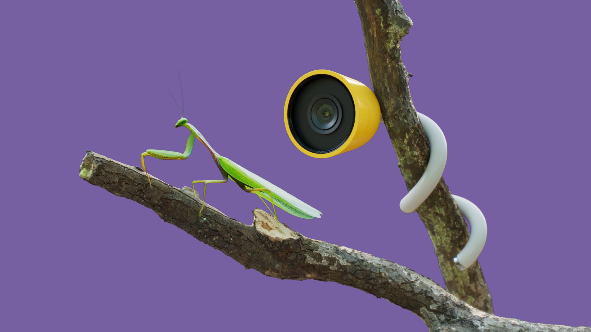 Bird Buddy Launches 'Wonder' Camera for Watching Insects