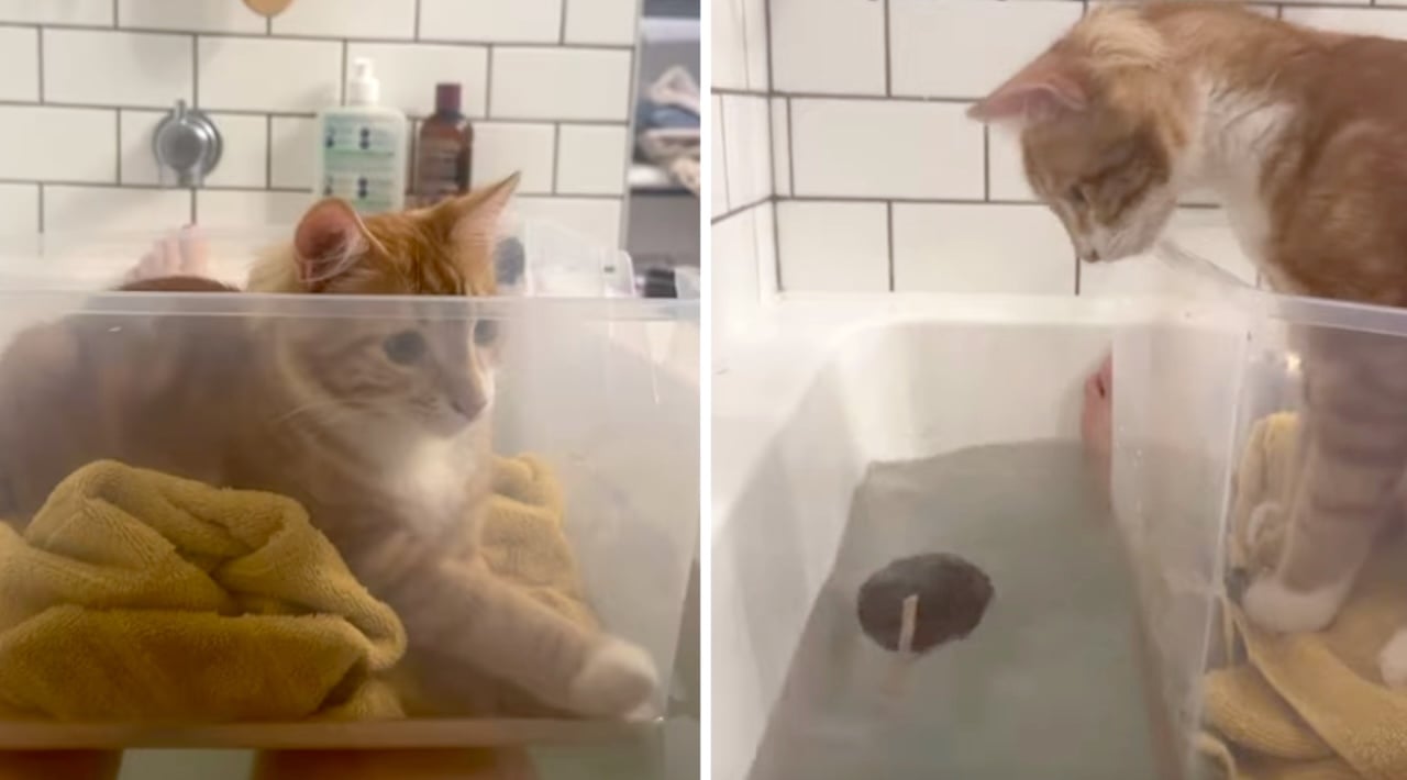 Woman Turns Plastic Container Into a Boat for Kitten Who Wants to Join Her in the Bath