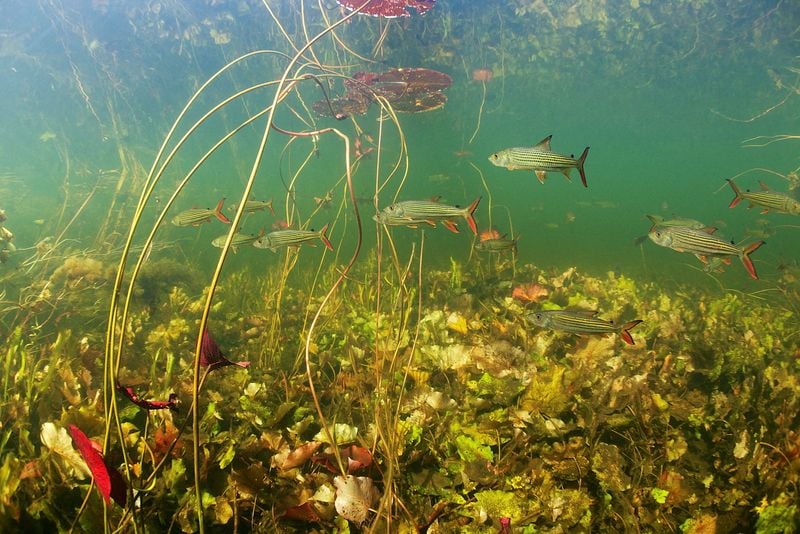 Study documents extinction threats to world's freshwater species