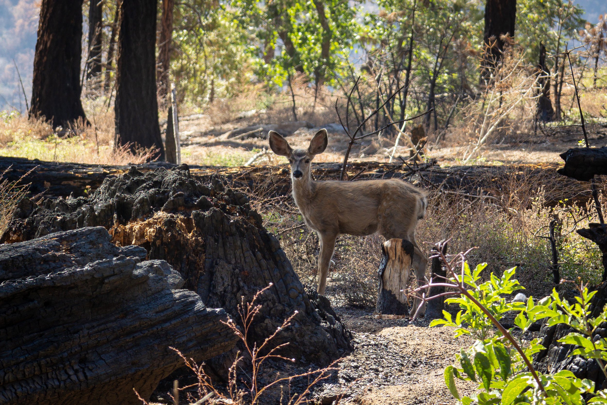 California Fires: What Happens to Wildlife and Animals During Wildfires