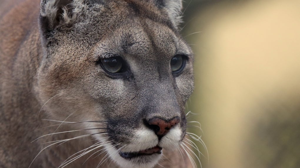 'Aggressive cougar' closes popular Vancouver Island hiking trail