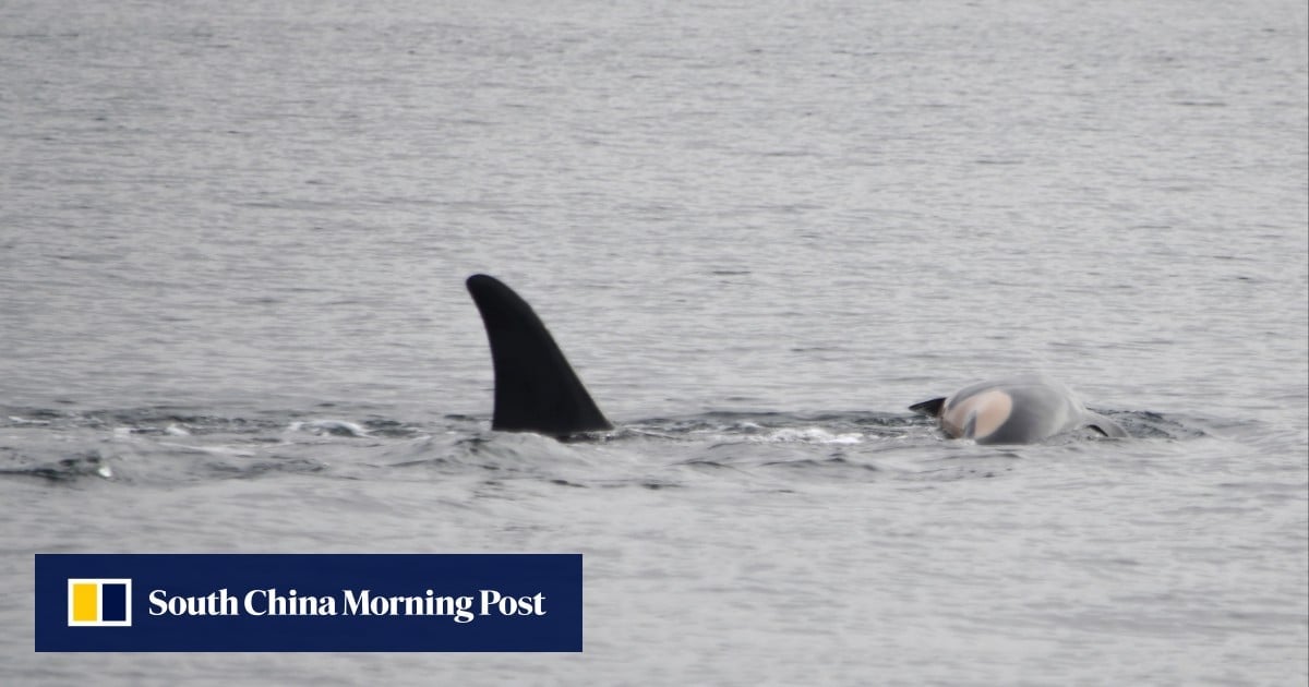 Bereaved orca whale seen carrying second dead baby, say US researchers