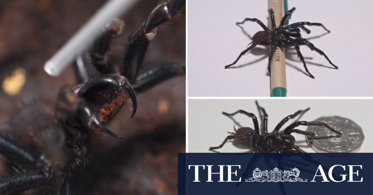 Biggest funnel-web spider ever handed in to Australian Reptile Park