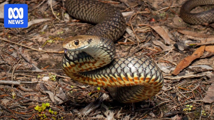 Cases of snake bites rise in NSW, with warmer weather and urbanisation possible factors in increase