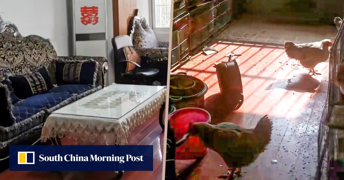 China renter converts flat into chicken farm, causing foul odor, damage to property