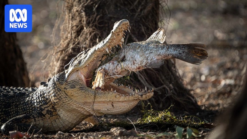 Crocodile attacks in Timor-Leste are at an all-time high. In Australia, it's a different story