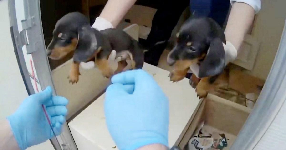 Dog and 35 puppies found abandoned in squalid caravan covered in faeces