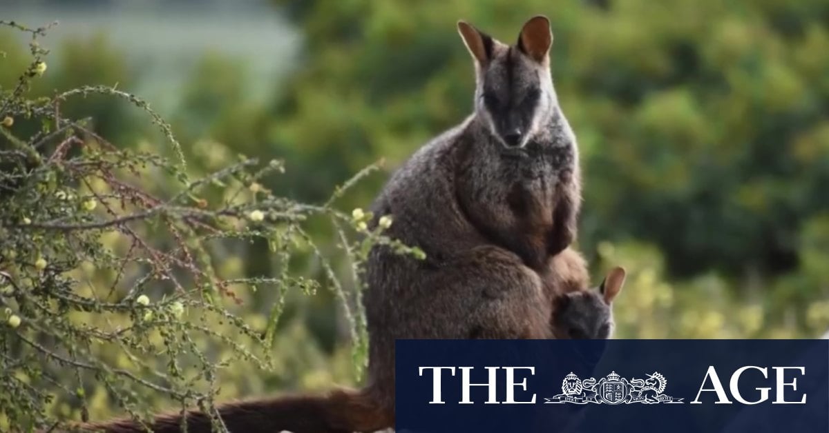 Endangered wallabies survive Grampians fire but starvation threatens