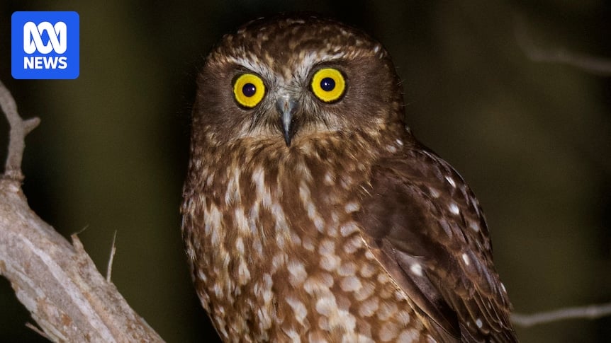 Flight path of Tasmanian boobook owls goes through wind farm zones in Bass Strait, study finds