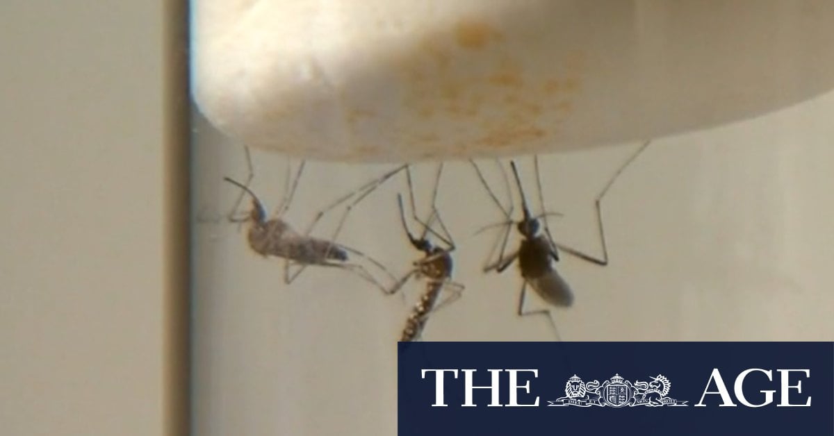 Genetically modified mosquitoes could combat deadly diseases, scientists say 