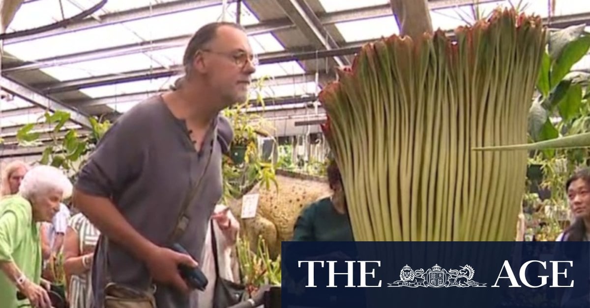 Hundreds gather to smell one of world's stinkiest plants