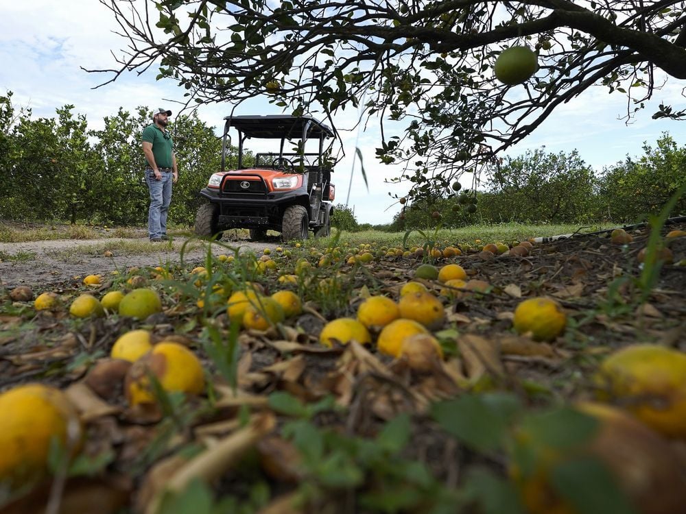 Major Florida grower to end citrus operations after years of hurricanes and tree disease