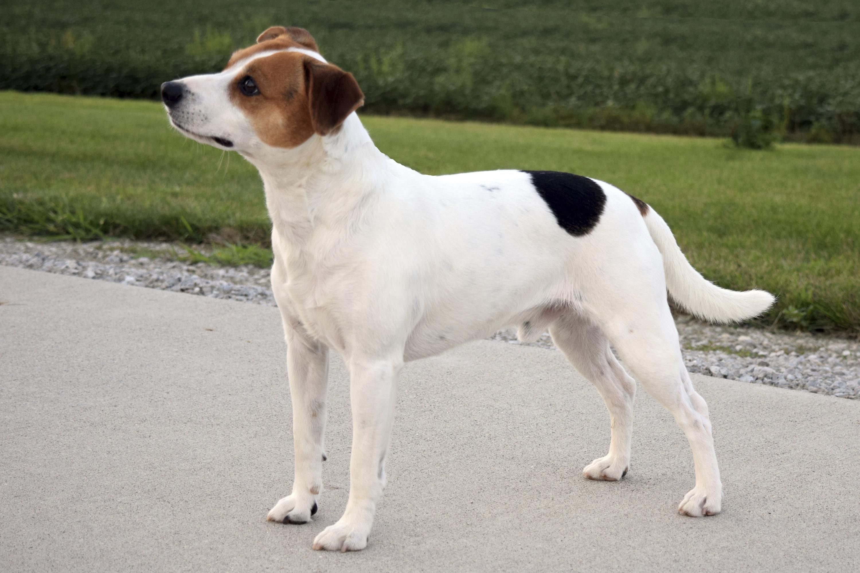 Meet the Danish-Swedish farmdog, the newest breed in the American Kennel Club's lineup