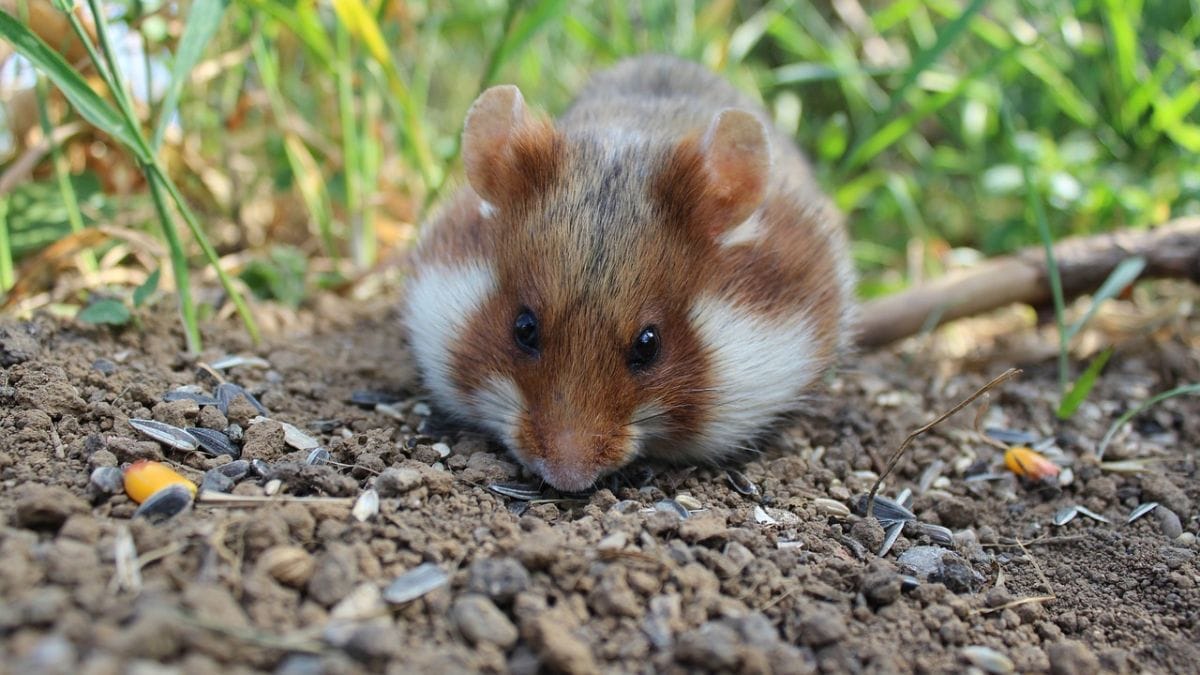 Photosynthetic Machinery from Plants Operates Within Hamster Cells, Claims New Study