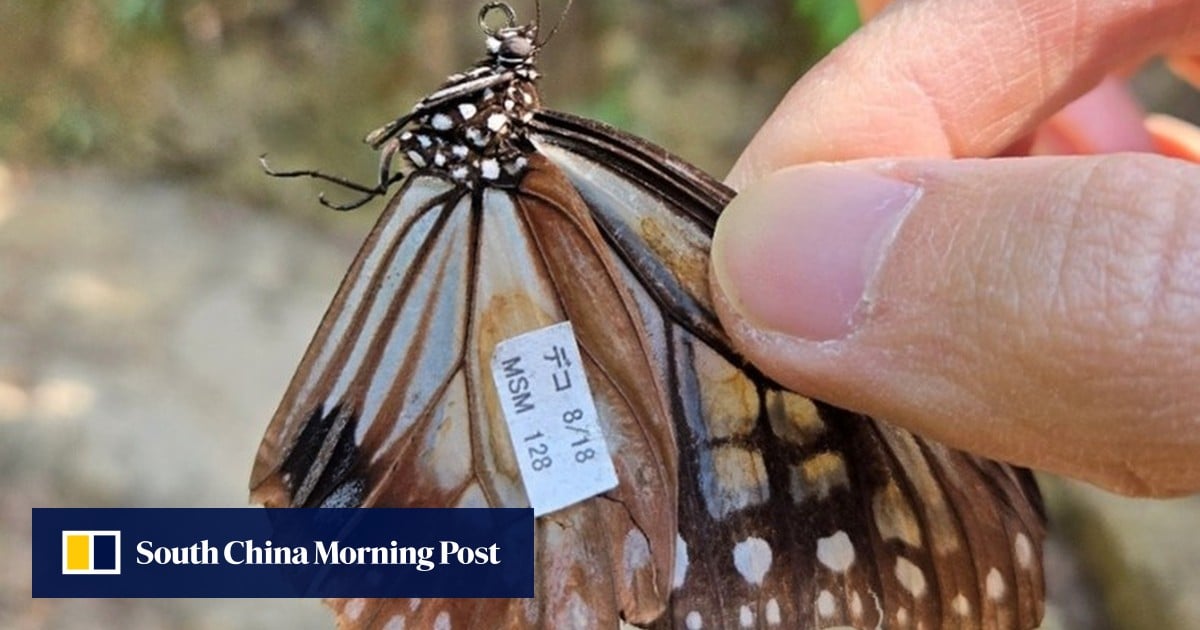 Rare butterfly flies 3,000km from Japan to Hong Kong in migratory record