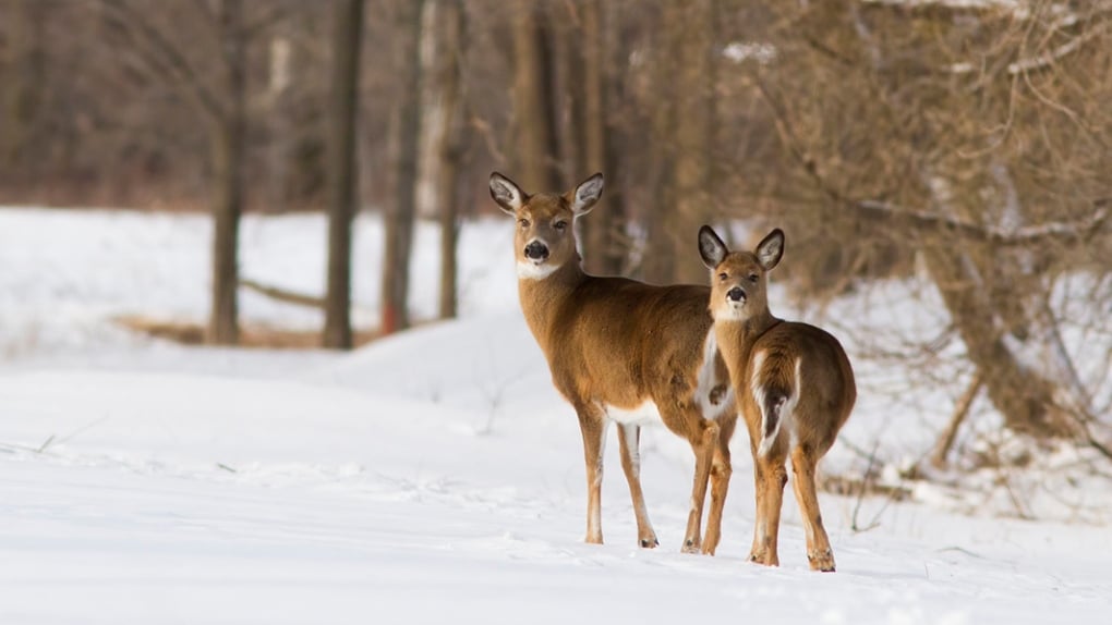 Saskatchewan residents fined over $17K for illegal hunting after photo of deer posted online