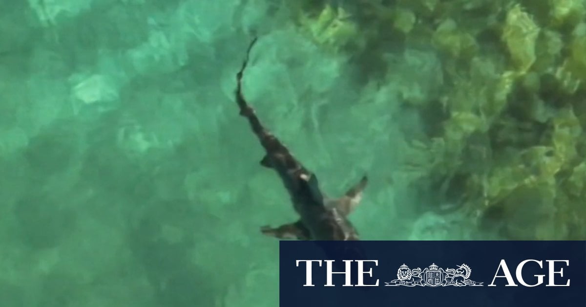 Swimmers flee as shark infiltrates net at WA beach