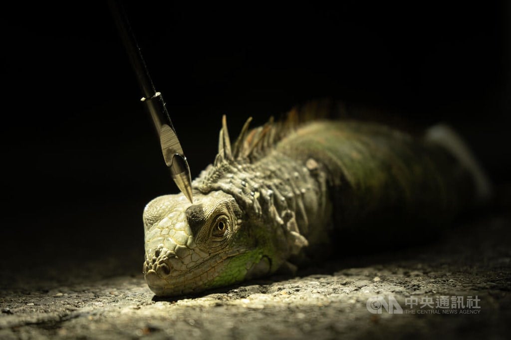 Taiwan to step up iguana eradication efforts in 2025: Ministry