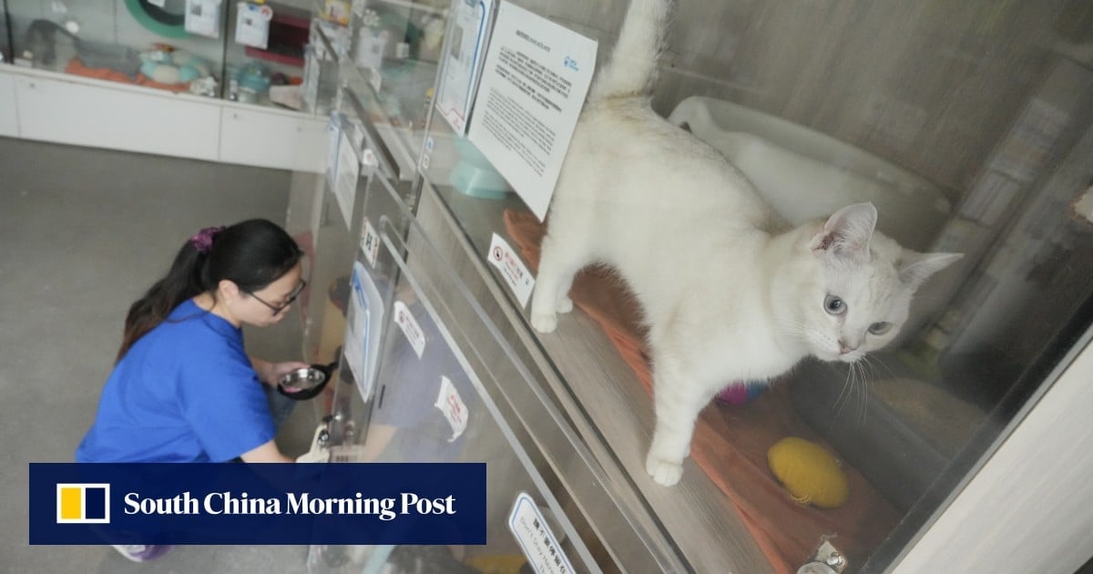 Travel-loving Hongkongers losing interest in pets, animal charity says