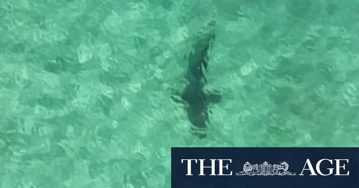 WA beach reopens after shark entered netted area